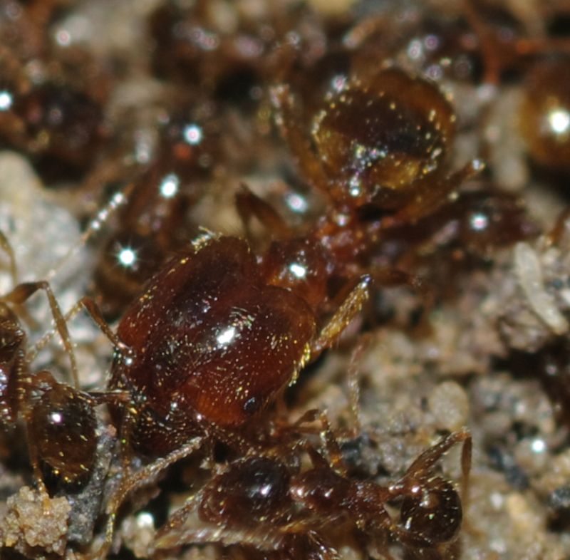 Pheidole pallidula scure